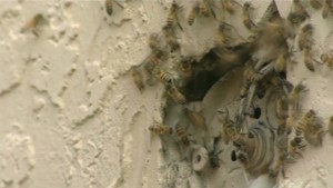 Bees emerging from a hole in the side of a structure. Hard for a beekeeper to tell the extent of the hive until they cut a portion of the wall out.
